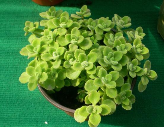 碰碰香能吃嗎，可食/泡茶泡酒香味濃郁、美味可口