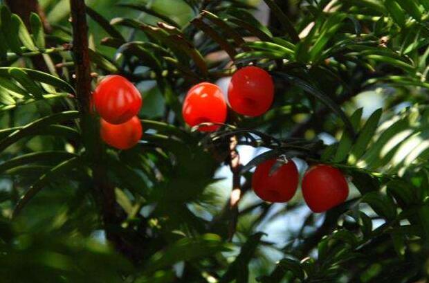 家里紅豆杉的風(fēng)水禁忌，五行多木的人不適合養(yǎng)殖