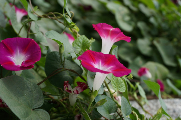 牽?；茉谑覂?nèi)養(yǎng)嗎