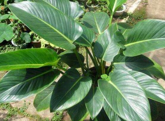 萬年青凈化空氣嗎，萬年青的功效與作用