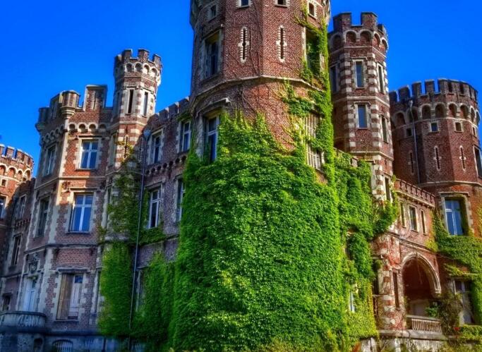 常春藤葉片發(fā)黑怎么辦，可能是得了灰霉病