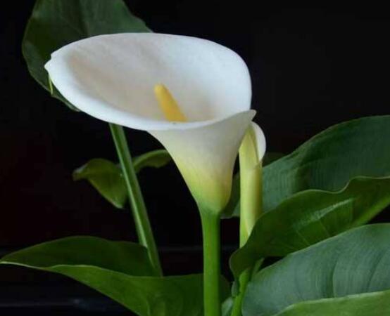 馬蹄蓮的繁殖方法圖解，詳解三種存活率最高常用方法