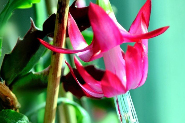 蟹甲蘭開花期怎樣澆水