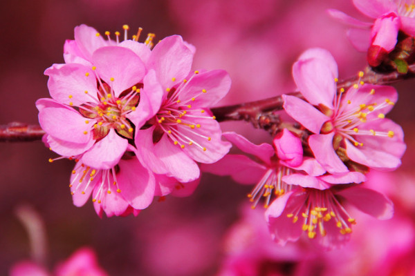 桃花是什么季節(jié)開的