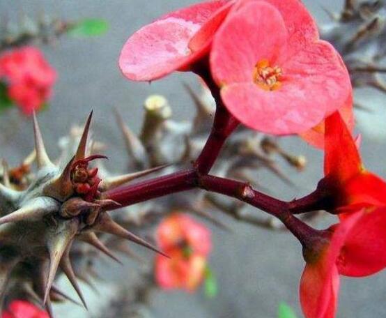 虎刺梅對(duì)人身體有害嗎，只需要注意避免接觸即可