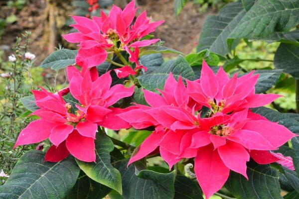 一品紅掉葉子怎么辦，控制光照并停止?jié)菜? src="/nongchan/d/file/20201223/vbm5kceirpc.jpg" / data-8T8i="n2B7Ec"></p>
<p data-orN9="BZ3cpp">
	一品紅喜溫暖的環(huán)境，其耐寒性較差，當(dāng)溫度下降到10℃以下植株就會進(jìn)入到休眠期，長期處于低溫的環(huán)境植株很容易遭受凍害，導(dǎo)致其葉子掉落。這個時候需要對植株進(jìn)行保暖措施，建議直接將其搬入室內(nèi)養(yǎng)護(hù)，將環(huán)境溫度控制在13℃左右。</p>
<p data-gwvd="9Znflc">
	<strong data-SaDK="sfC9wW">4，停止施肥</strong></p>
<p data-8x7e="dlUkv4">
	<img alt=