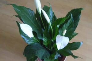 一帆風(fēng)順的品種有哪些，一帆風(fēng)順花品種圖片大全