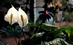 一帆風(fēng)順花葉子發(fā)黃怎么辦，及時(shí)采光施肥可以挽救葉子發(fā)黃