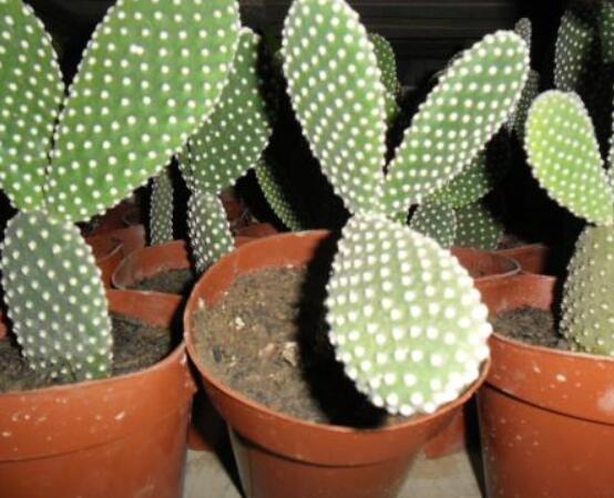 仙人掌沒根能活嗎，能活/傷口消毒晾干、重新移植上盆