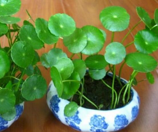 銅錢草水培變黃怎么辦，做好六大要點(diǎn)變得青翠碧綠