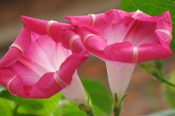 牽?；ㄈ~子黃了是怎么回事