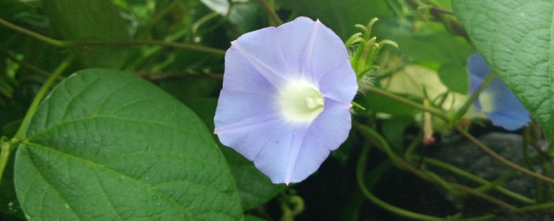 盆栽牽?；S葉怎么辦