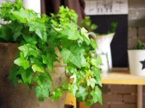 常春藤扦插步驟圖解，老農(nóng)總結(jié)六點最最簡易的基本步驟