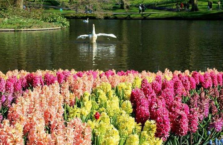 風(fēng)信子的傳說，古希臘神話中的爛漫之花