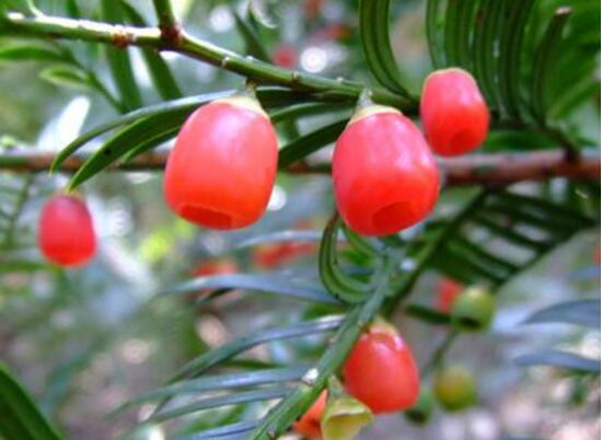 紅豆杉的藥用價(jià)值，盤點(diǎn)紅豆杉六大藥用價(jià)值