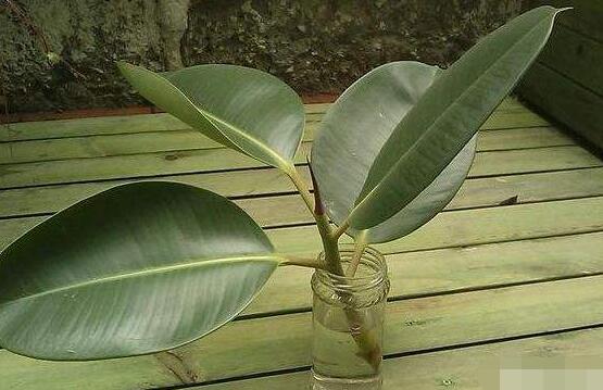 橡皮樹剪下來怎么生根，做好五個步驟便可發(fā)芽長葉