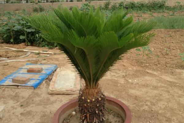 如何控制鐵樹(shù)新葉長(zhǎng)度