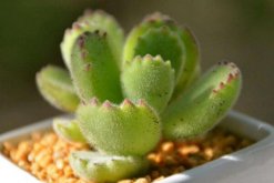 熊童子夏季種的怎么服盆，5步可讓植株迅速服盆