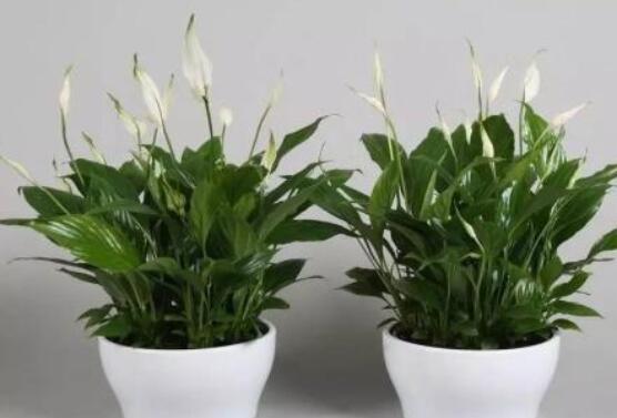 一帆風(fēng)順用什么水澆，澆池塘水、淘米水生長(zhǎng)最快