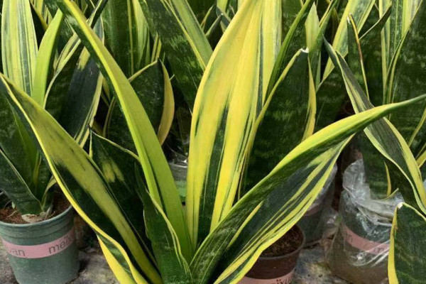 虎皮蘭過冬怎樣套袋