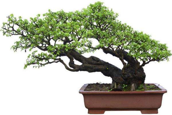 羅漢松種在家里禁忌，忌放在財(cái)位處