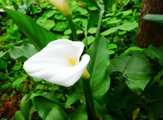 馬蹄蓮的養(yǎng)殖方法圖解，老農(nóng)總結(jié)六點(diǎn)最實(shí)用的基本方法