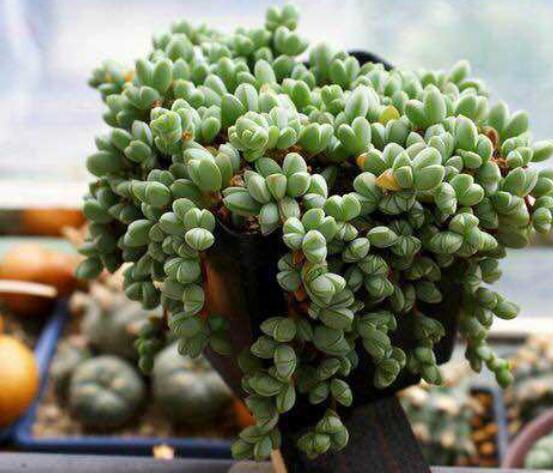 碧玉蓮葉子發(fā)黃變軟怎么辦，教你四種原因以及解決辦法