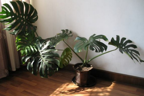 龜背竹怎么扦插，建議在春秋季節(jié)進行扦插