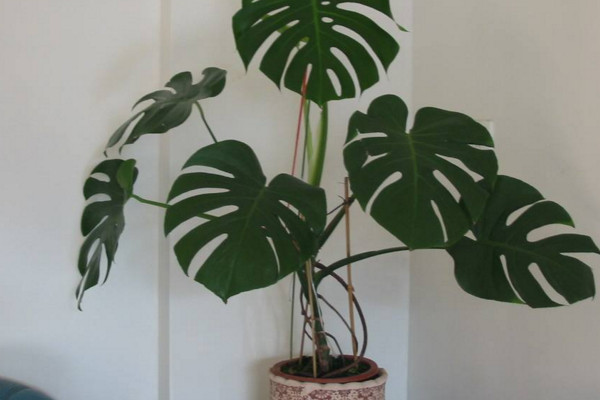 龜背竹怎么扦插，建議在春秋季節(jié)進行扦插