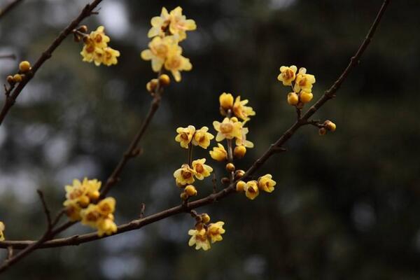 梅花與桃花的區(qū)別，通過花期、顏色、高度進(jìn)行區(qū)分