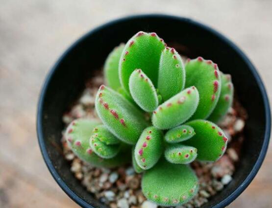 熊童子開花要施肥嗎，施以磷鉀肥為主/35度以上停止施肥