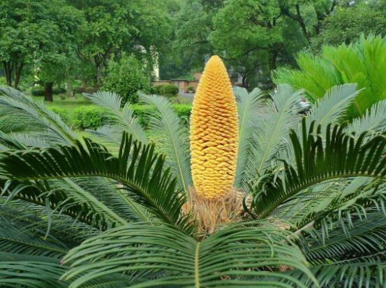 鐵樹(shù)開(kāi)花好不好，象征著幸福、吉祥、富貴