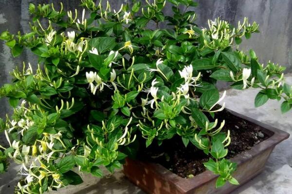 金銀花樹苗的種植方法，種后養(yǎng)護(hù)非常關(guān)鍵