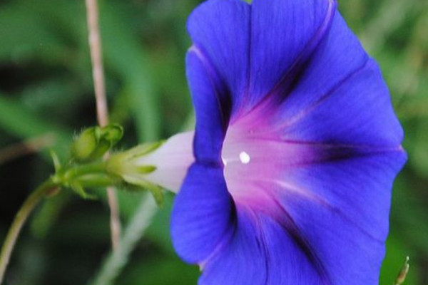 怎樣讓牽牛花結(jié)籽