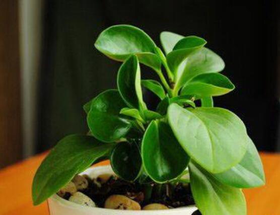 紫邊碧玉椒草的養(yǎng)殖方法和注意事項(xiàng)嗎，老農(nóng)教你六大基本養(yǎng)殖方法