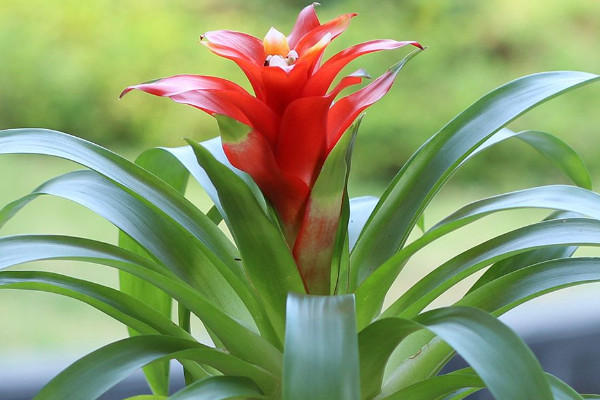 鴻運當(dāng)頭冬天好養(yǎng)嗎