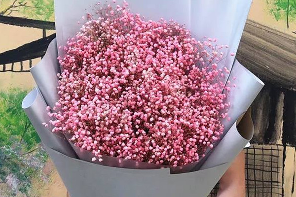 粉色滿天星代表什么意思