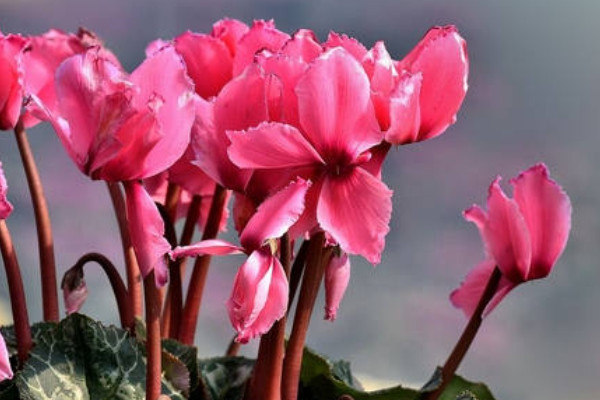 仙客來好養(yǎng)嗎