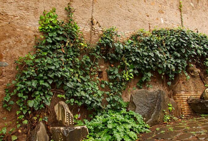 常春藤常見(jiàn)病害及防治，炭疽病和介殼蟲(chóng)的治療方法