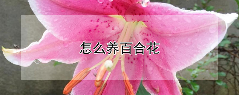 怎么養(yǎng)百合花