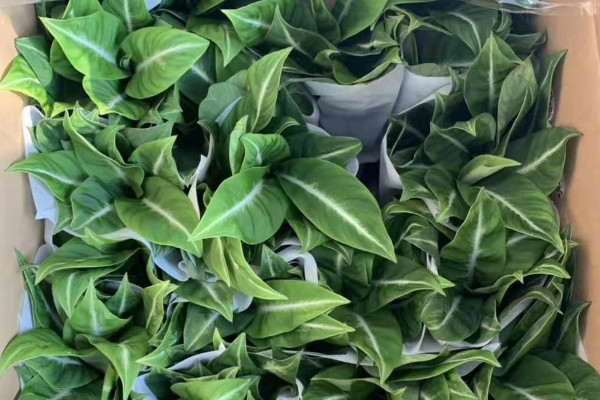 滴水觀音怎樣養(yǎng)護才能綠油油