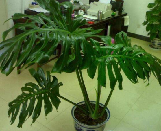 龜背竹的修剪方法圖解，主要以整株、枝頂、整修修剪為主