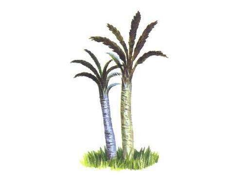 蘇鐵開(kāi)花有什么征兆，開(kāi)花之后是不會(huì)死的