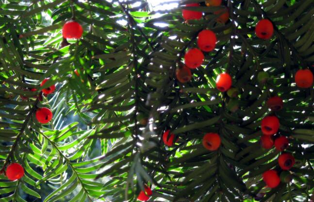 紅豆杉盆景價(jià)格，不同品種價(jià)格不同