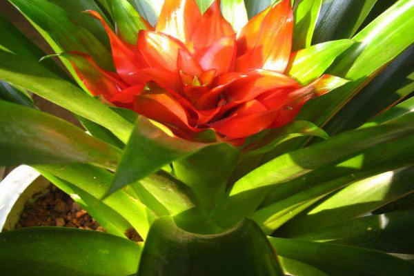 鴻運(yùn)當(dāng)頭花為什么變白了