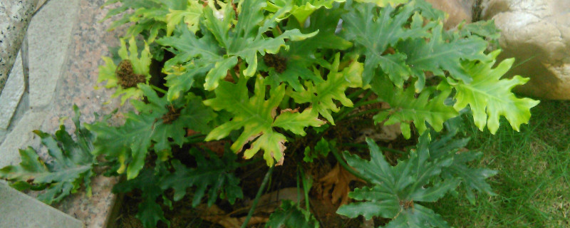 龜背竹好養(yǎng)嗎長得快嗎