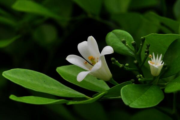 九里香盆栽怎么養(yǎng)，必須要掌握的5大要點