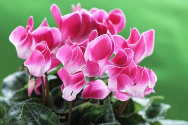 仙客來(lái)葉子發(fā)黃怎么辦