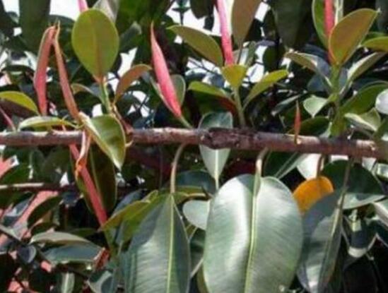 橡皮樹怎么換盆，教你四個(gè)簡(jiǎn)單易學(xué)的方法