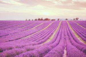 薰衣草代表什么意思，薰衣草花語(yǔ)是什么/等待愛(ài)情